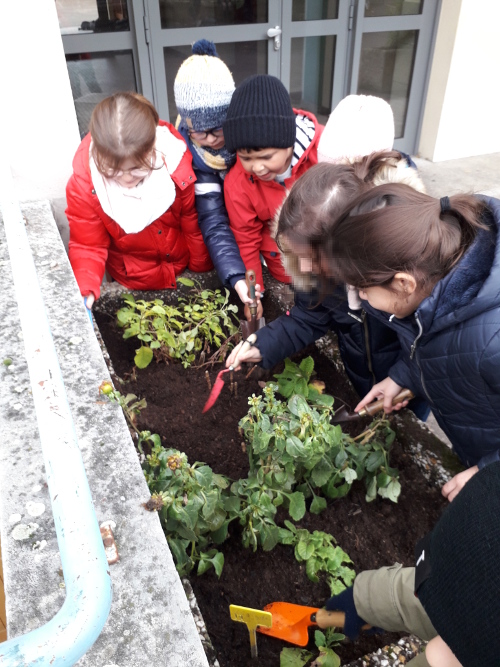 Plantations_bacs_1R